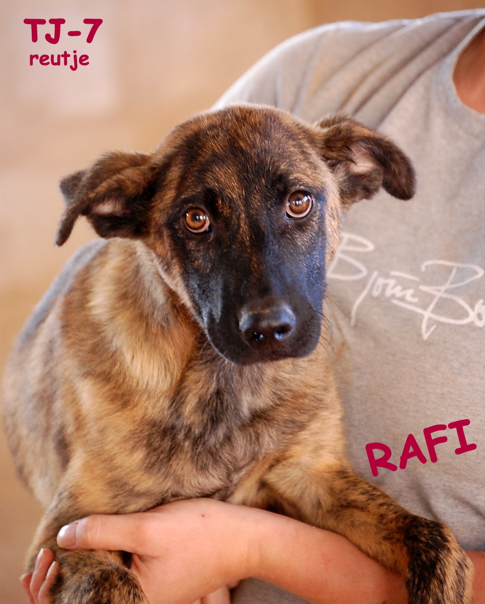 tj-7   pup - rafi